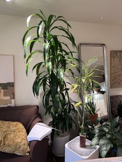 9’ Dracaena Lisa