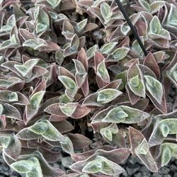 White Velvet Cobweb Fuzzy Plants $10ea