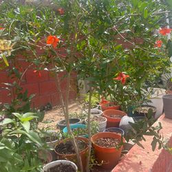 Pomegranate plant/ tree