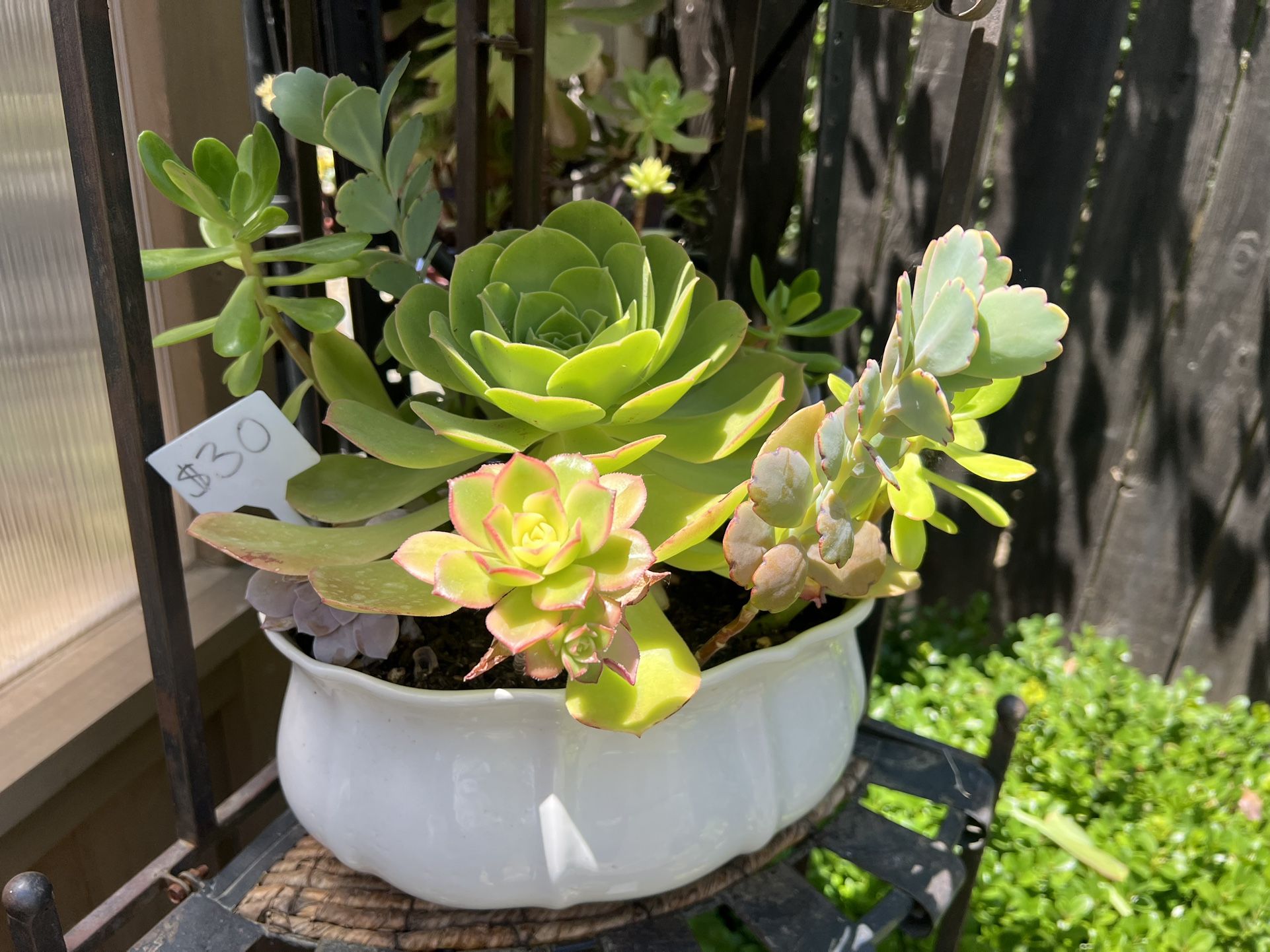 Many Succulent Planters