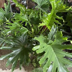 HERMOSAS PLANTAS NATURALES “PHILODENDRON PARAGUAYO PLANT 