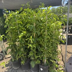 $45.00 EACH PASSION FRUIT PLANT’S🍃🪴/ MARCUYAS O PASIFLORAS 🍃🪴