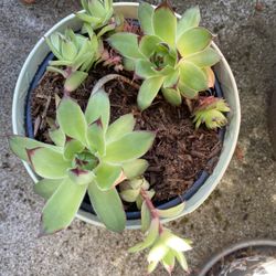 Succulent Pot