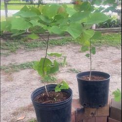 Árbol Del Amor 