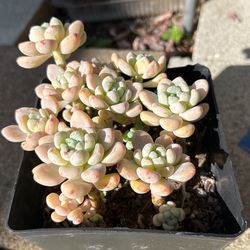 Sedum Clavatum Succulent Plants 6” Pot