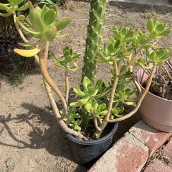 Eve Needle And Suculent