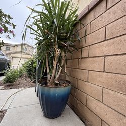 Beautiful Dracaena  With Pot  $30 Extra Large