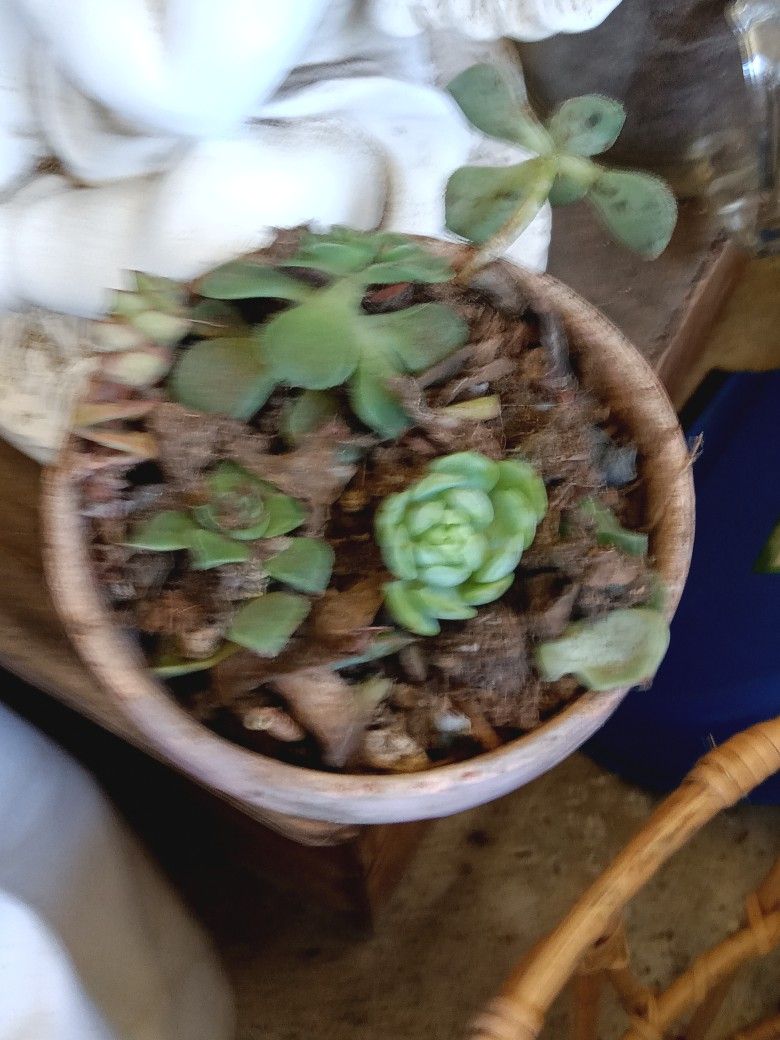 Cute Small Succllentarrangment