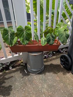 3 Philodendron Gloriousum Plants