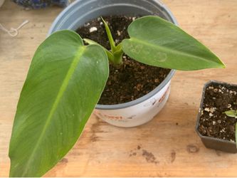 Philodendron green emerald