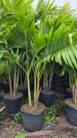 Adonidias Plants. Christmas Palms 6 feet Tall