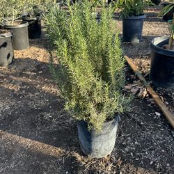 Rosemary