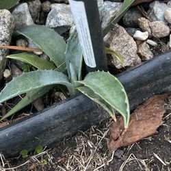 Small Cold Hardy Agave Americana Perennial Plant