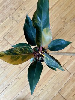 Philodendron Red Congo Variegated