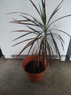 Dracea marginata