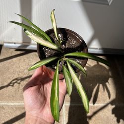 Hoya Wayetti Variegated