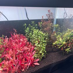 Aquarium Plants 
