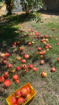 Pomegranates
