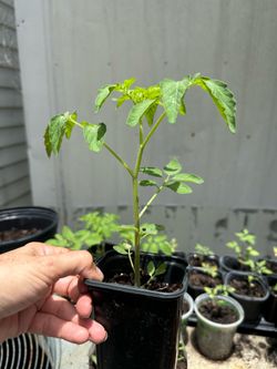 Cherry Tomato Plant – Ready to Transplant – Homegrown in Florida 🍅