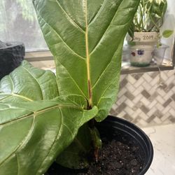 Indoor Plant - Fiddle Leaf 