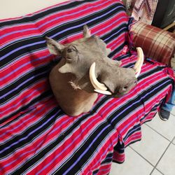 African Warthog Taxidermy Shoulder Mount 