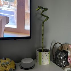 Bamboo Plant!! IMPORTED from South America 