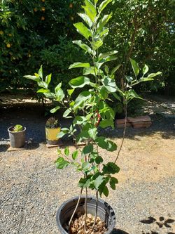 Plant fruit apple gala
