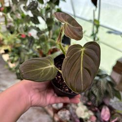 4” philodendron melano
