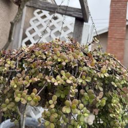 Succulents hanging plant $8  (2 available)