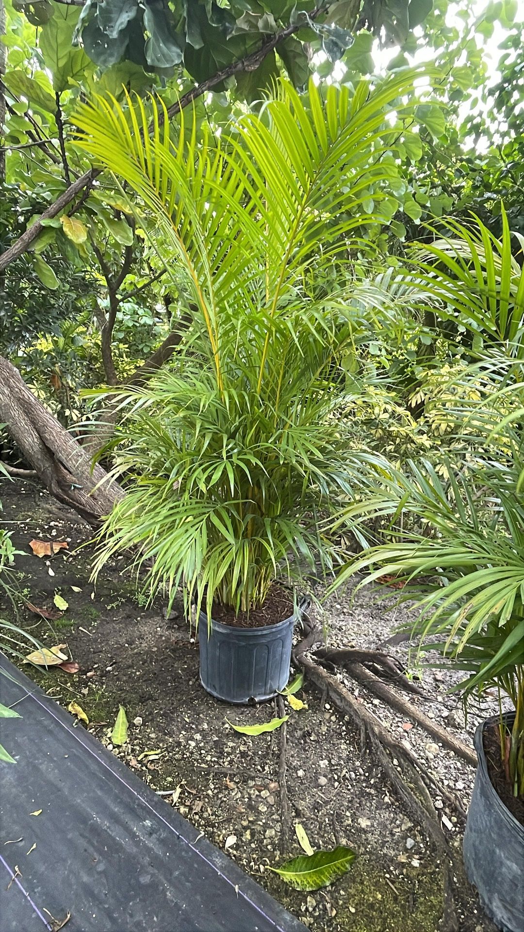 Areca Palm - 7gl