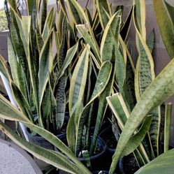 Snake Plants - 2 for $25 -  3ft tall
