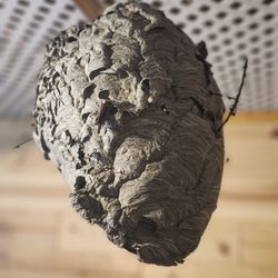Hornets Nest 