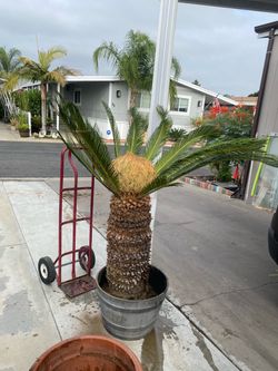 Sago palms