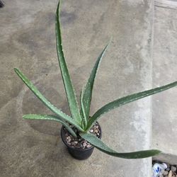 ALOE VERA PLANT 