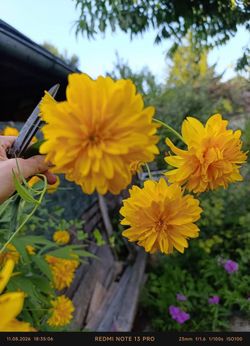 Rudbeckia