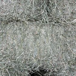 Alfalfa #1 Premium Quality 🐴