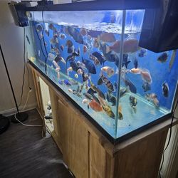 140 gallon fish tank