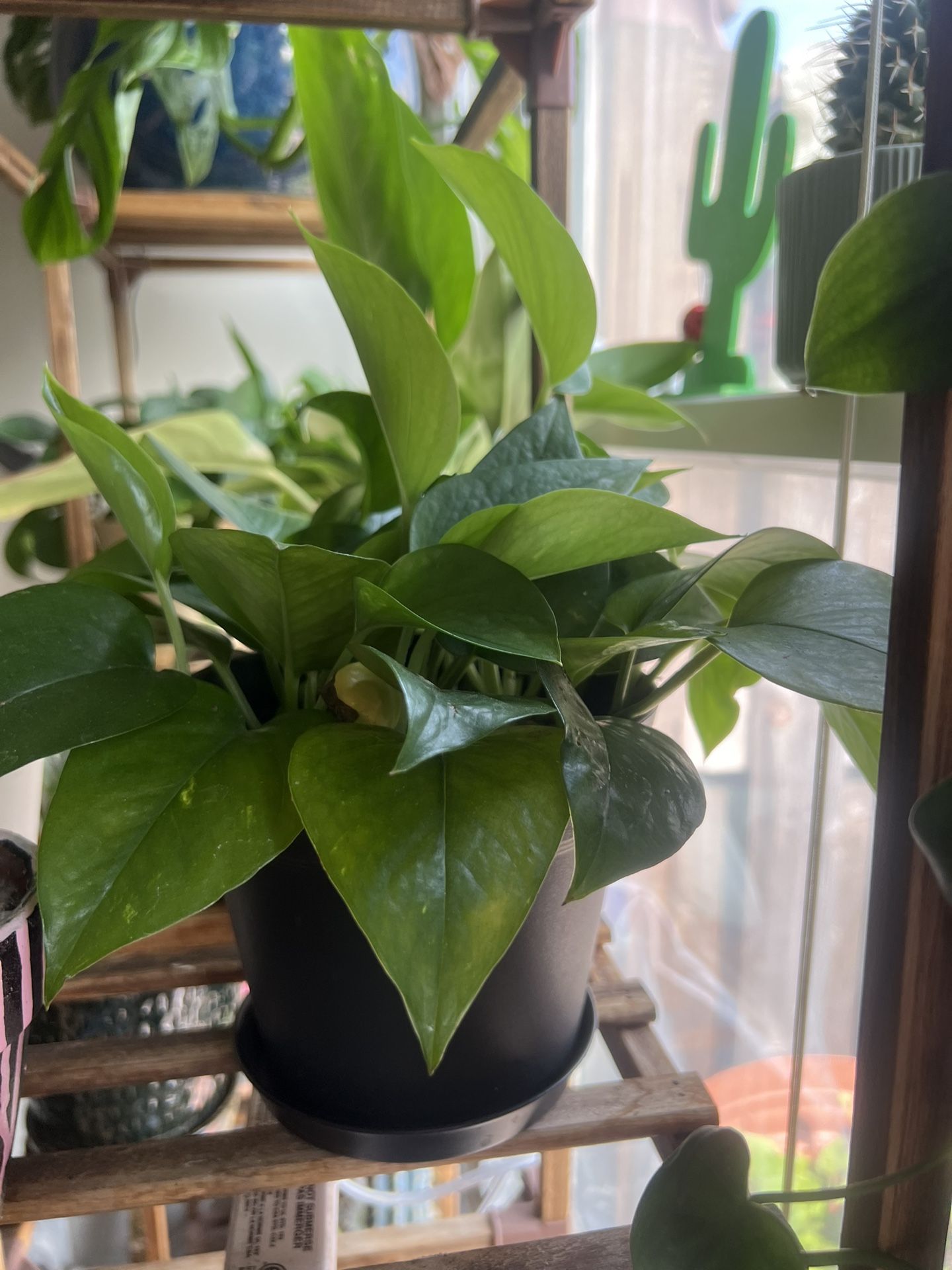 Pothos- Devils ivy