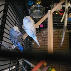 Two Pretty female Parakeets with Large Cage, Accessories  and Food Included