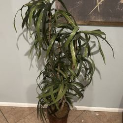 Faux 4ft  Dracaena Tree