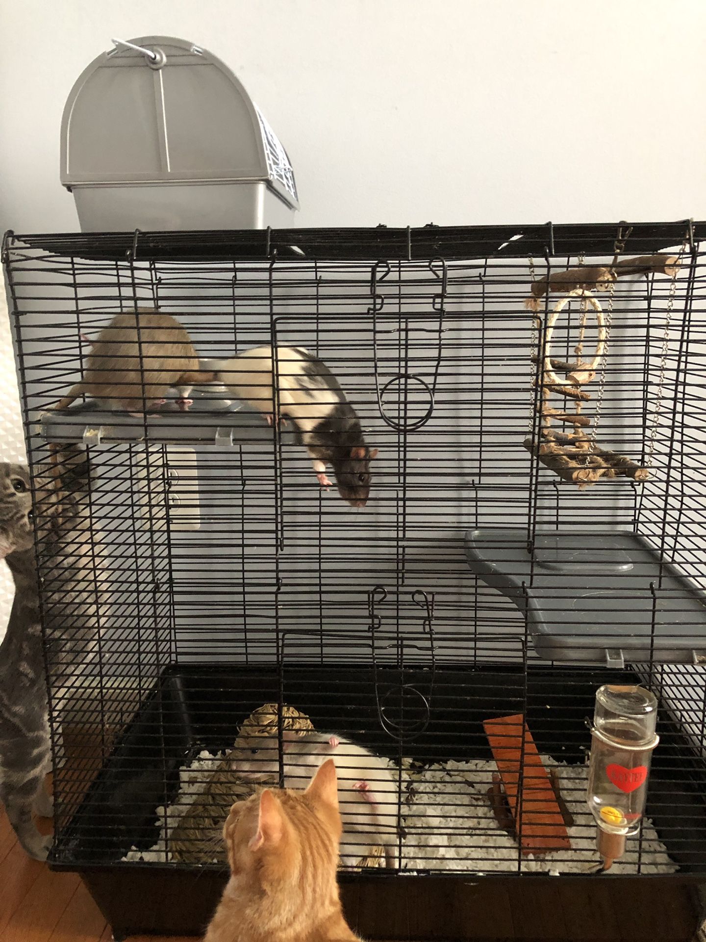 Rats, cage, supplies