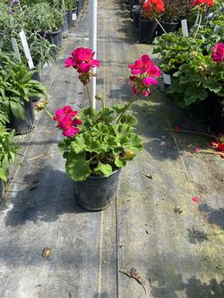 Plantas De Temporada A La Venta 