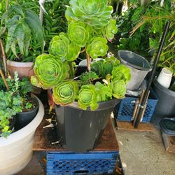 Suculenta Echeverria