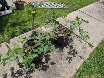Fig Brown Turkey 5 gallon pot  7 available