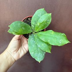 4” hoya mitrata