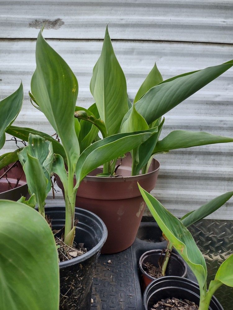 Canna Lillies