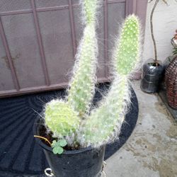 nopal cactu del biejito