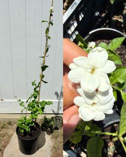 4ft Jasmine maid of orleans / Arabian Sambac Jasmine