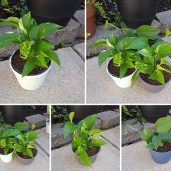 House plants$8-$12 Each pot