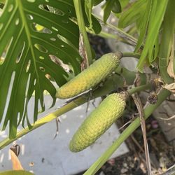 Monstera Deliciosa Fruit